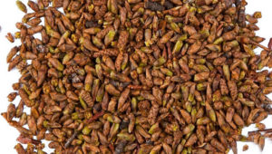 Березовые почки для похудения