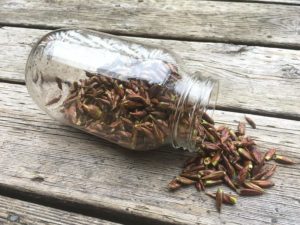 Березовые почки для похудения