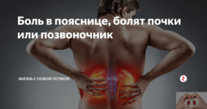 Боль в пояснице почки или спина
