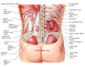 Болит почка с правой стороны сзади