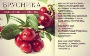 Брусника при солях в почках