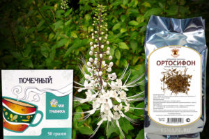 Чай ортосифон инструкция