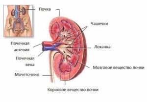 Чашечки в почках что это