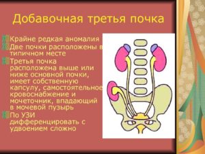 Человек с тремя почками