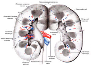 Диффузные изменения структур почечных синусов почек