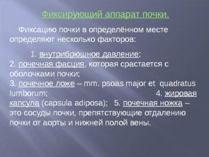 Фиксирующий аппарат почек у человека