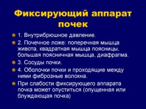 Фиксирующий аппарат почек у человека