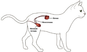 Где находится почки у собаки