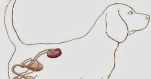 Где находится почки у собаки