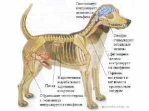 Где находится почки у собаки