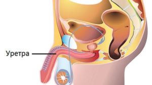 Где находится уретра у мужчин
