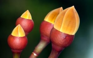 Интересное о почках растений