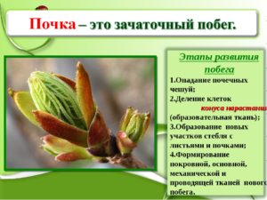 Интересное о почках растений