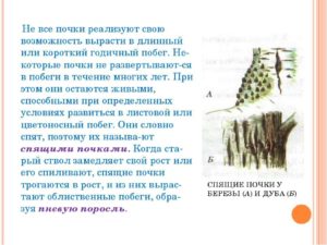 Интересное о почках растений