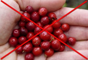 Как использовать бруснику для лечения почек