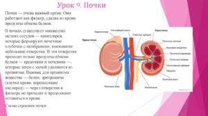 Как определить на сколько процентов работают почки