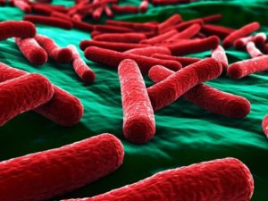 Как убить кишечную палочку