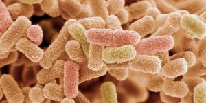 Как убить кишечную палочку