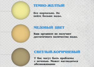 Какой нормальный цвет мочи у взрослого