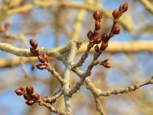 Когда набухают почки у вишни