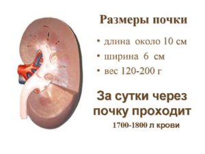 Маленькая почка у взрослого человека