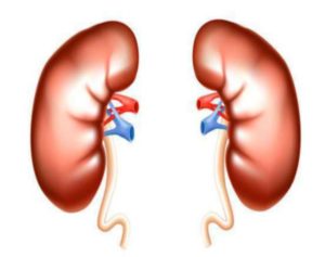 Маленькая почка у взрослого человека