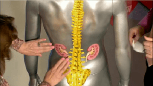 Может ли болеть почка от поднятия тяжести