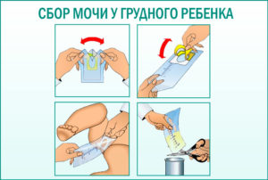 Можно ли собирать мочу ребенка с вечера