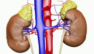 Нарушение кровообращения в почках симптомы