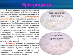Неизменные эритроциты в моче что это значит