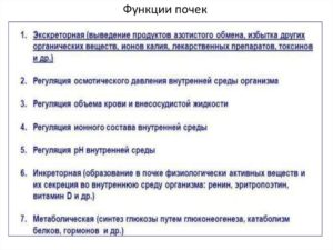 Оценка экскреторной функции почек