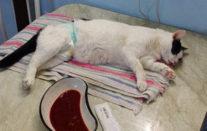 Операция коту при мочекаменной болезни