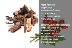 От песка в почках шиповник