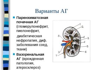 Паренхиматозная перемычка в почке что это