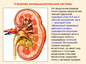 Паренхиматозный слой почки ниже нормы