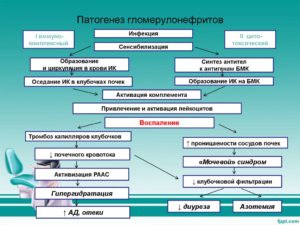 Патогенез протеинурии и гематурии при остром гломерулонефрите