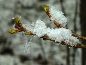 Почка дерева зимой