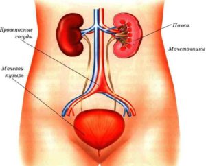 Почки и мочевой пузырь у женщин