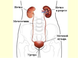 Почки и мочевой пузырь у женщин