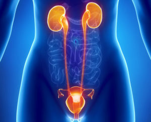 Почки и мочевой пузырь у женщин