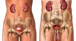 Почки и мочевой пузырь у женщин