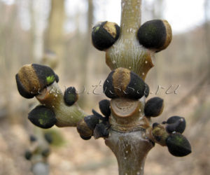 Почки у ясеня цвет