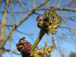 Почки у ясеня цвет