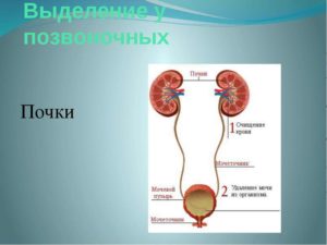При обезвоживании организма почки выводят из организма мочу