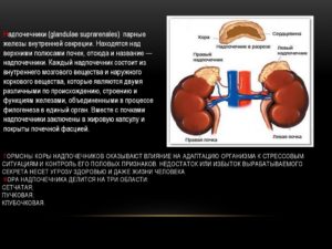 Влияние почек на потенцию