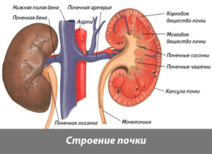 Внешнее строение почки человека