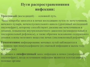 Восходящий путь инфицирования при пиелонефрите