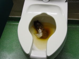 Хочется в туалет очень часто по маленькому но никаких болей нет