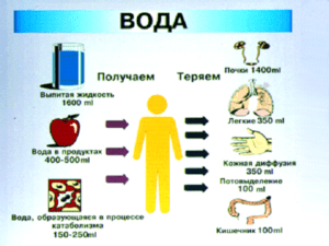 Вода и почки