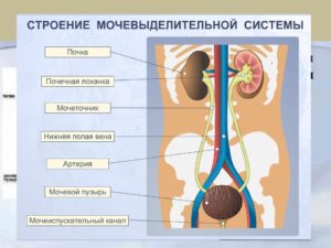 Строение мочевыделительной системы человека
